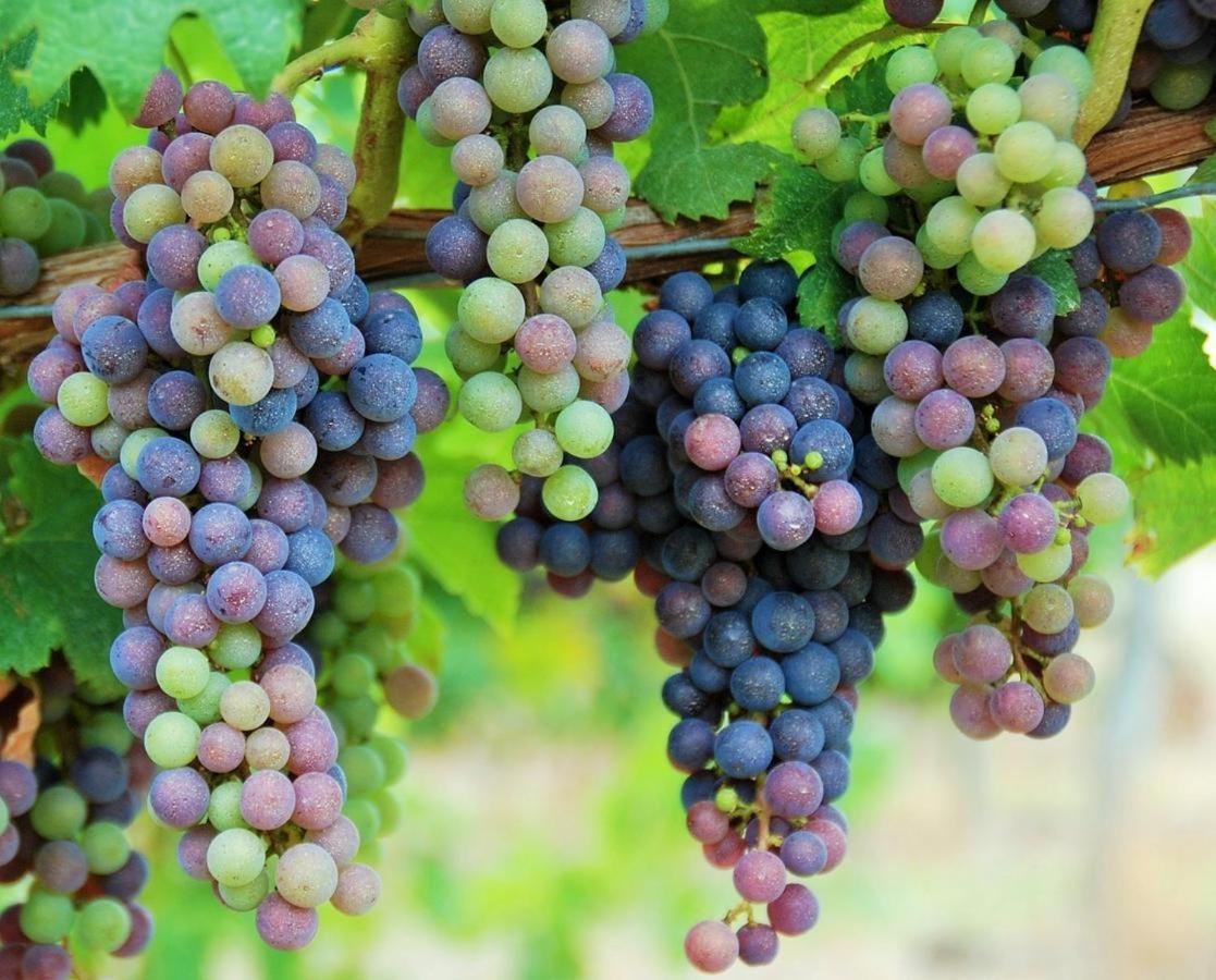 Maison Des Vignes Le Fleix Bagian luar foto